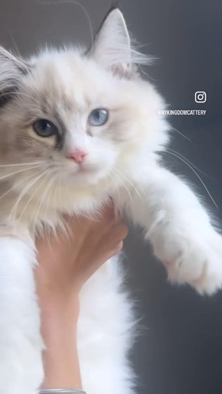 Last Ragdoll Female Ready Now in Albany, New York