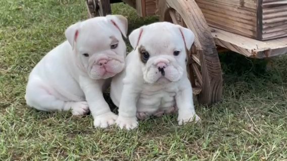 English bulldog Pups in Muskegon, Michigan