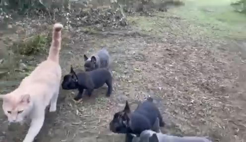 Frenchie Pups meet Cat❤️ in Muskegon, Michigan