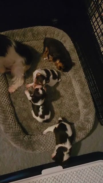 reserved yorkie female chocolate in Aiken, South Carolina