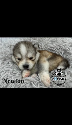 Newton in Dublin, Georgia