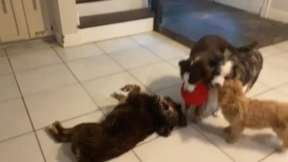 Toy Aussies in Pensacola, Florida