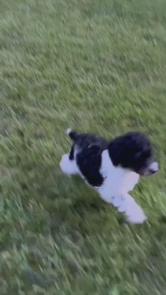 Bandit Akc in South Bend, Indiana