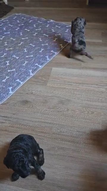 small standard poodles in Redding, California