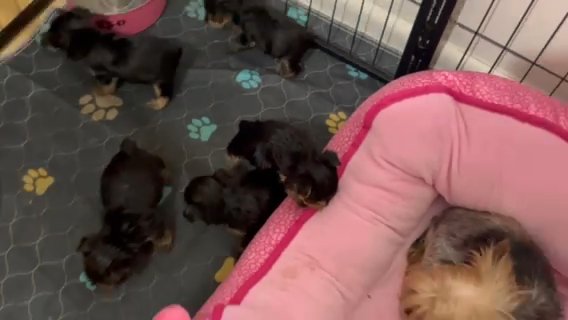 AKC YORKIE PUPPIES in Mobile, Alabama