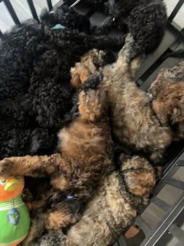 8week Old F1B Labradoodles Ready For Forever Homes!! in Philadelphia, Pennsylvania