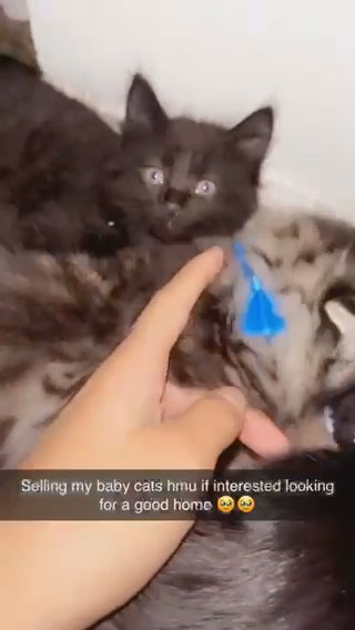 Kittens For Sale in Aurora, Colorado