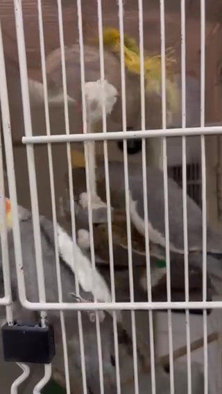 Cockatiel Birds in Grand Prairie, Texas