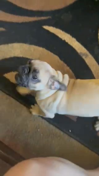 3 Month Old Male Pug in Los Angeles, California