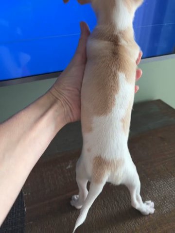 Male Chihuahua in Hollywood, Florida