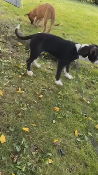Daisy in Allentown, Pennsylvania