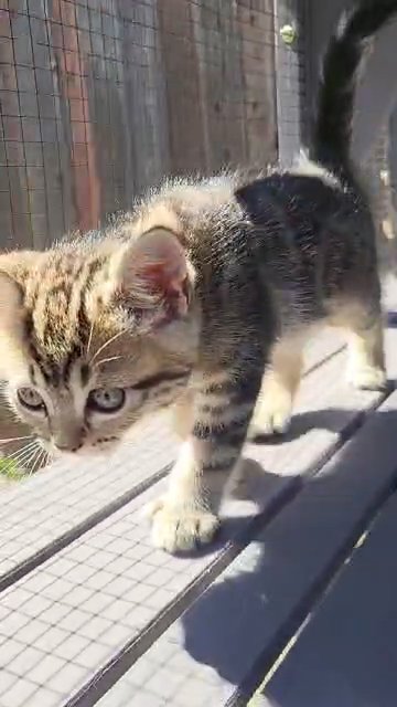 polydactyl scottish straight in Spokane, Washington