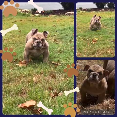 Bowser in Atlanta, Georgia
