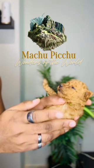 Red Toy Poodle Male (Machu Picchu) in Dallas, Texas