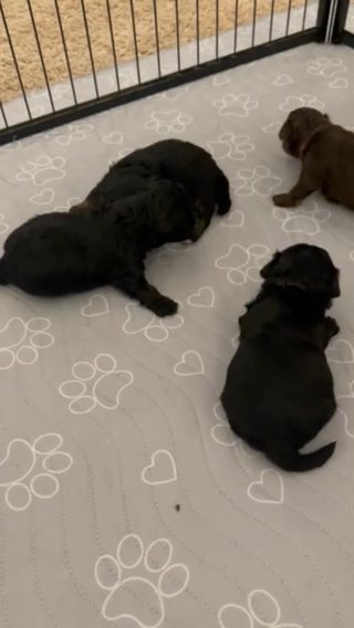 NC Toy poodle in Wilson, North Carolina