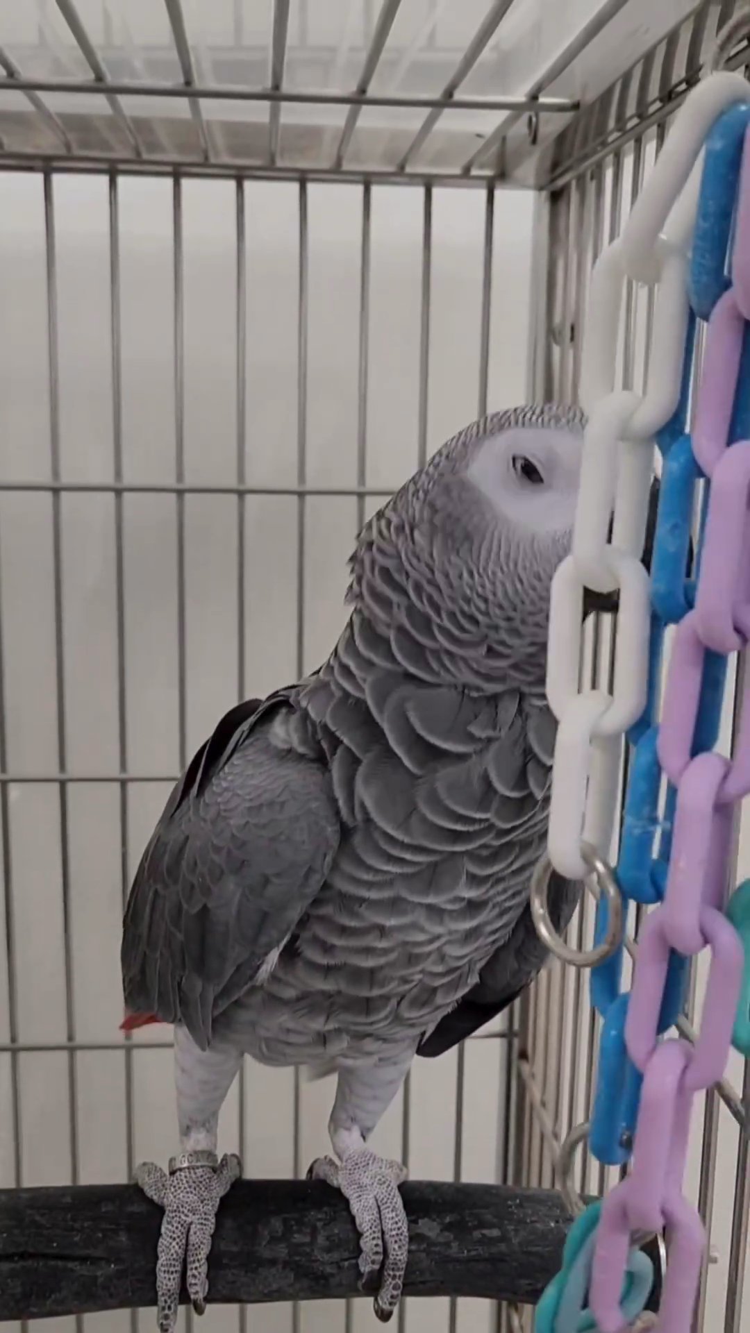 African grey parrot in Boston, Massachusetts