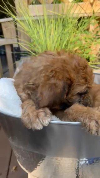 Saint Berdoodle in Ephrata (Township), Pennsylvania