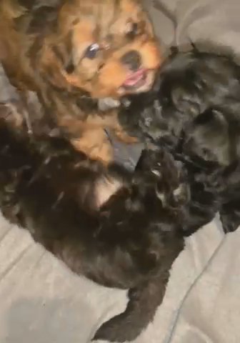 Yorkipoo Puppies in Tucker, Georgia