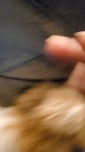 shih tzu chihuahua in Tucker, Georgia