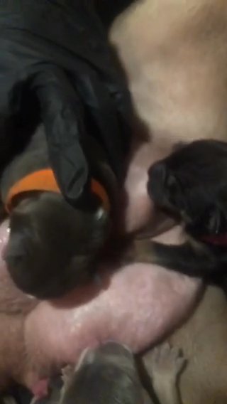 Litter Of 8 Tricolor American Pocket Bully’s in Nashville, Tennessee