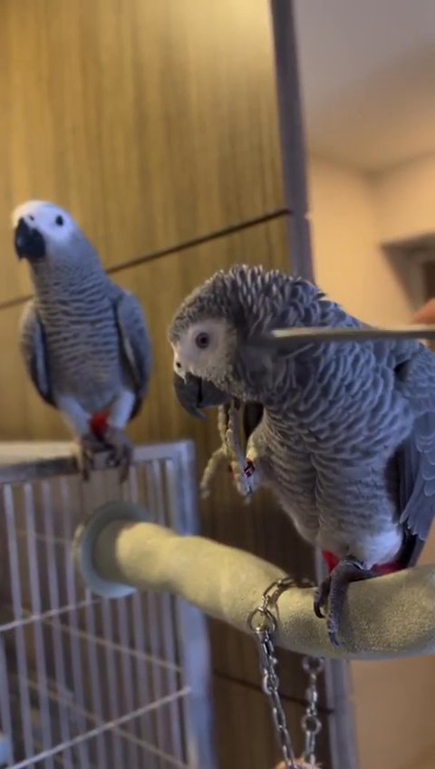 African grey parrot African grey parrot in Boston, Massachusetts
