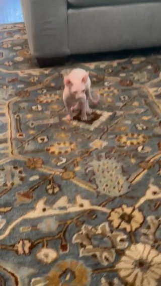 14 Week Old Sphynx Kittens in Denton, Texas