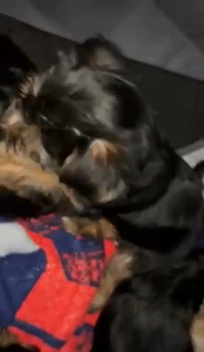 Yorkie (purple) in Orlando, Florida