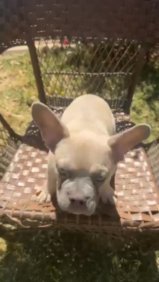 French Bulldog in Phoenix, Arizona