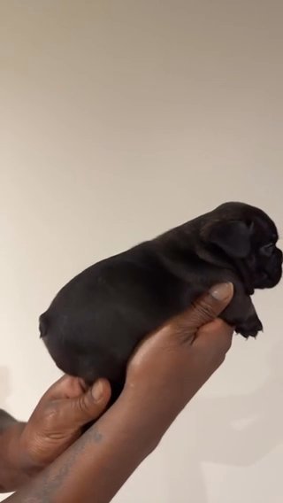 French bulldog in Phoenix, Arizona