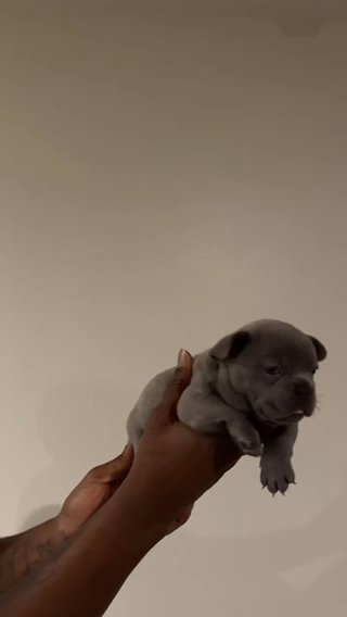 French bulldog in Phoenix, Arizona
