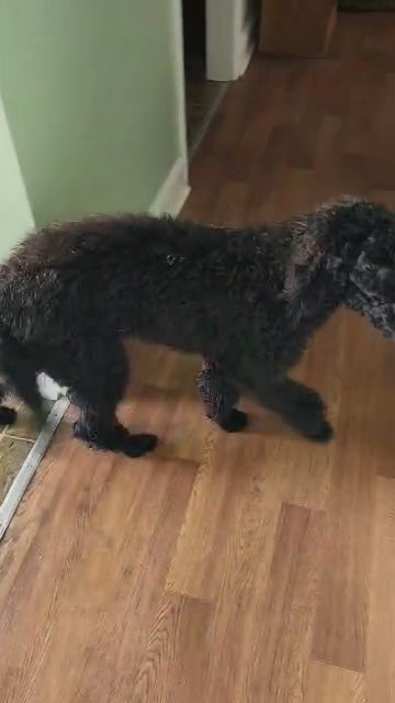 Standard Poodle in Fayetteville, North Carolina
