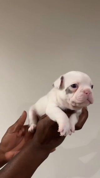 French Bulldog in Phoenix, Arizona