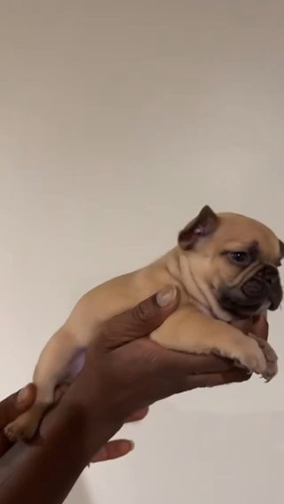 French Bulldog in Phoenix, Arizona