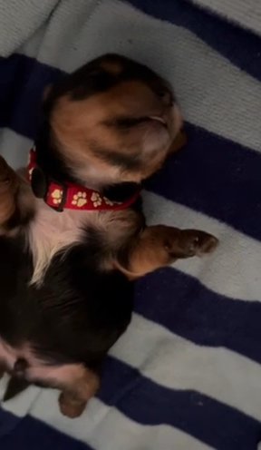 Yorkie in Orlando, Florida