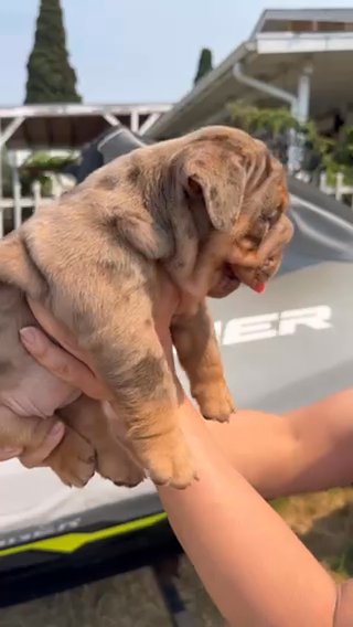 English Bulldog Puppies in San Diego, California