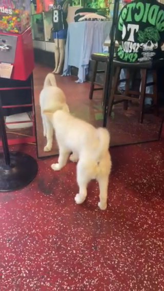 Husky!! in Charlotte, North Carolina