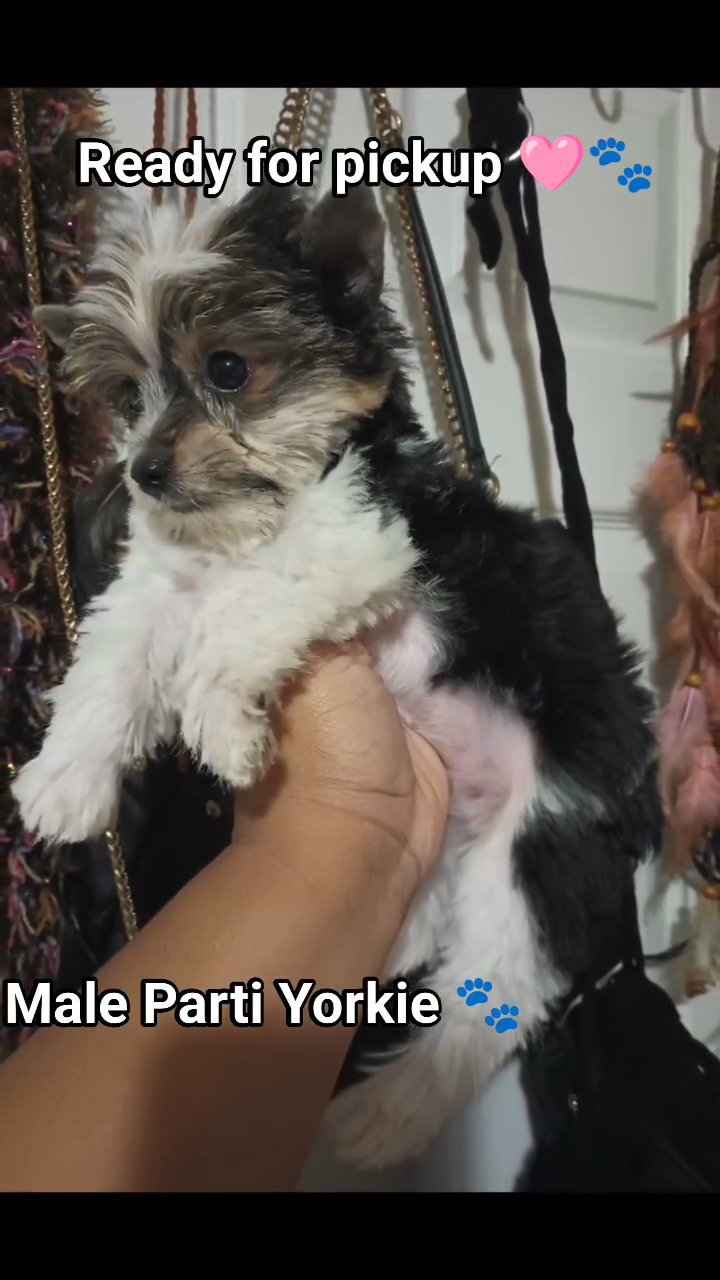 Yorkie in Monroe, Louisiana