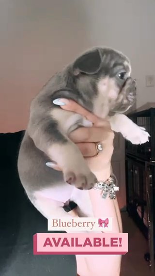 Female Frenchie in Orlando, Florida