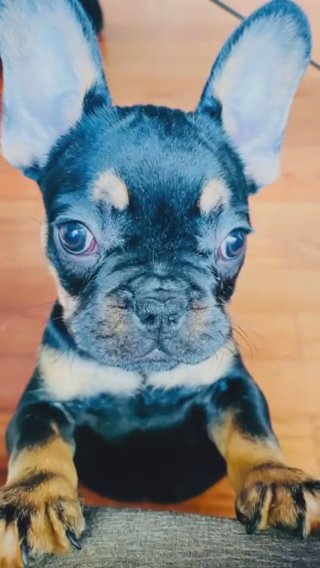 Black Tri Frenchie Male in Baton Rouge, Louisiana