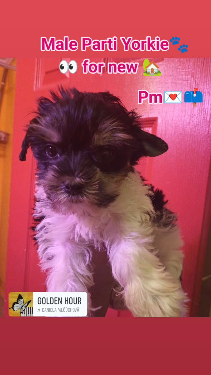 parti Yorkie in Monroe, Louisiana