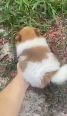 Pomeranian Puppy in Wilmington, North Carolina