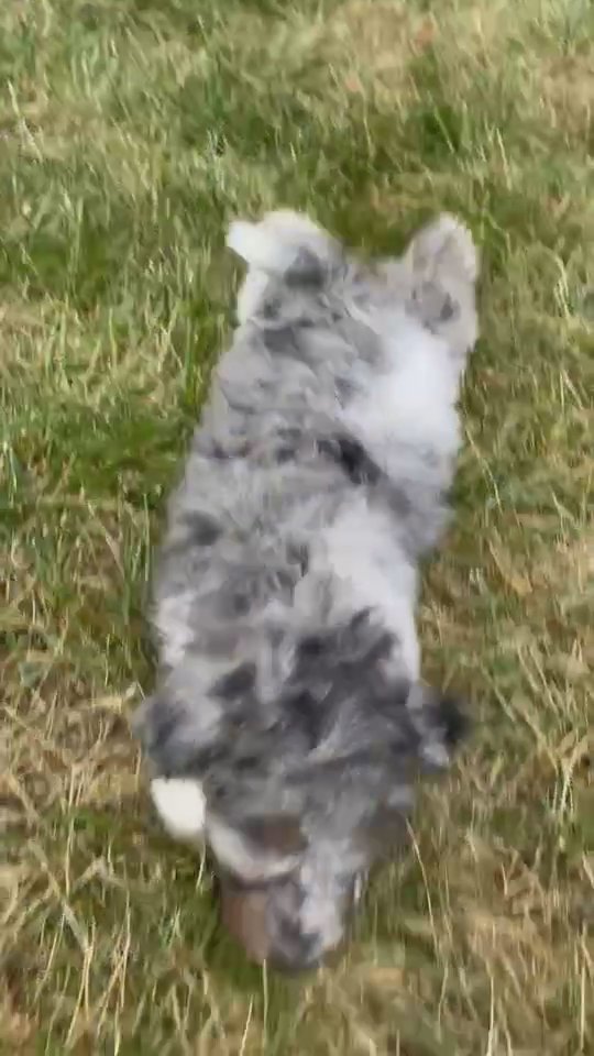 Akc mini poodle Dante in South Bend, Indiana