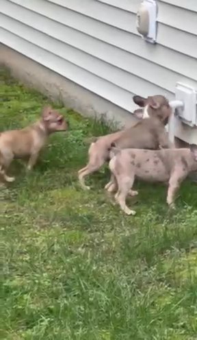 Male French Bulldog Puppies in Durham, North Carolina