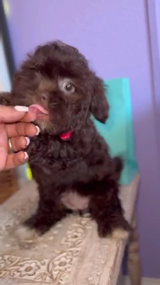 Shipoo Puppy in Kissimmee, Florida