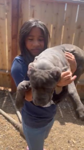 Blue Brindle Male in Turlock, California