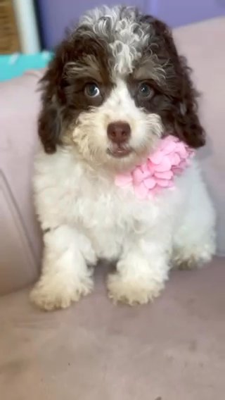 Toy Poodle Puppy in Kissimmee, Florida