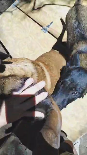Working line Belgian Malinois puppies in Danville, Virginia