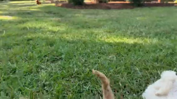 Red Goldendoodle in Brookhaven, Mississippi