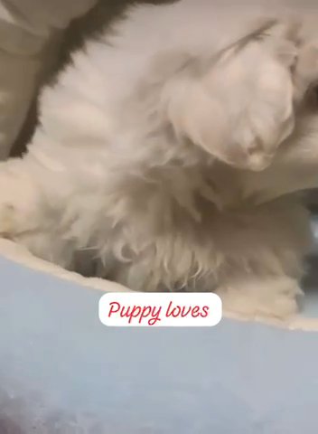 Pekingese Peke Pup in San Diego, California