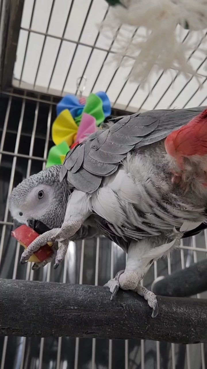 African grey in Philadelphia, Pennsylvania